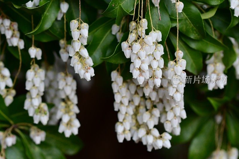 日本Pieris japonica /日本andromeda